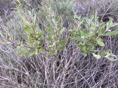 Salvia munzii
