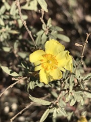 Crocanthemum glomeratum