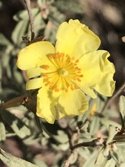 Crocanthemum glomeratum