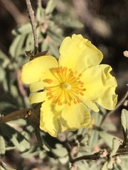 Crocanthemum glomeratum