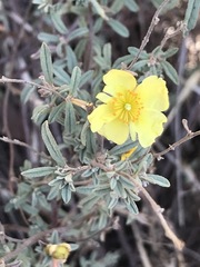 Crocanthemum glomeratum