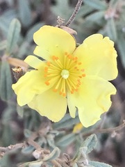 Crocanthemum glomeratum