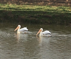 Pelecanus erythrorhynchos