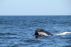 Eubalaena glacialis