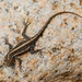 Socotra Rock Gecko - Photo (c) Roberto Sindaco, some rights reserved (CC BY-NC-SA), uploaded by Roberto Sindaco