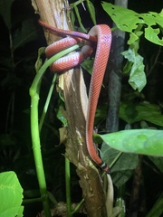 Oxyrhopus melanogenys