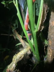 Oxyrhopus melanogenys