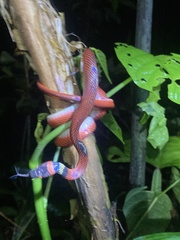 Oxyrhopus melanogenys