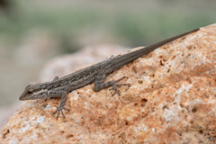 Pristurus sokotranus