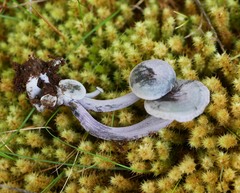 Gerronema waikanaense