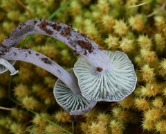 Gerronema waikanaense