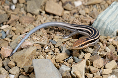 Trachylepis socotrana