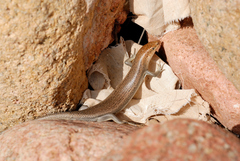 Trachylepis socotrana