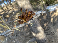 Arceuthobium vaginatum cryptopodum