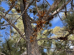 Arceuthobium vaginatum cryptopodum