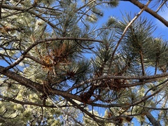 Arceuthobium vaginatum cryptopodum