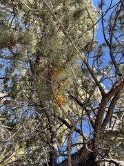 Arceuthobium vaginatum cryptopodum