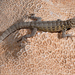 Abdel Kuri Rock Gecko - Photo (c) Roberto Sindaco, some rights reserved (CC BY-NC-SA), uploaded by Roberto Sindaco