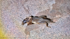 Gryllotalpa orientalis