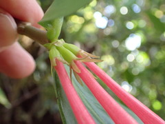 Hillia triflora