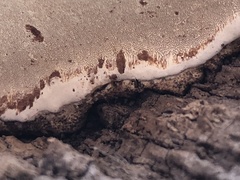 Ganoderma