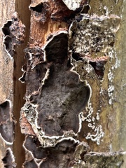 Peniophora malenconii