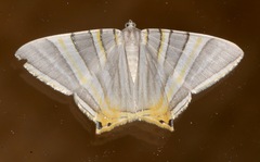 Phrygionis platinata