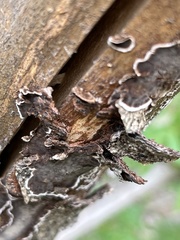 Peniophora malenconii