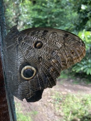Caligo brasiliensis