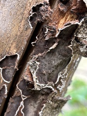 Peniophora malenconii