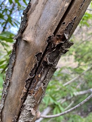 Peniophora malenconii