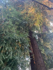 Sequoia