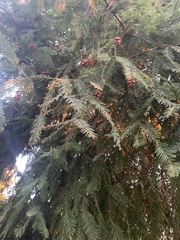 Sequoia