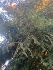 Sequoia