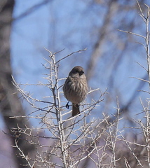 Haemorhous mexicanus