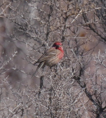 Haemorhous mexicanus