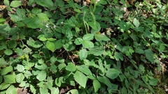 Desmodium incanum