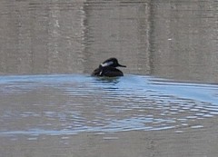 Lophodytes cucullatus