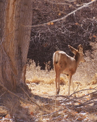 Odocoileus hemionus