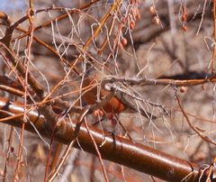 Turdus migratorius