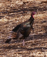 Meleagris gallopavo