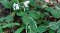 Desmodium incanum