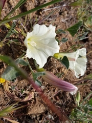Calystegia subacaulis subacaulis