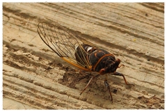 Diceroprocta cinctifera