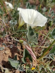 Calystegia subacaulis subacaulis