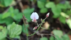 Desmodium incanum