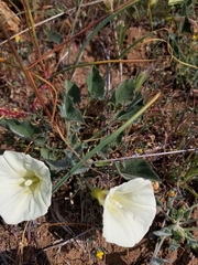 Calystegia subacaulis subacaulis