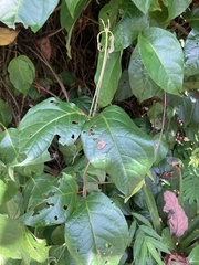 Banisteriopsis caapi