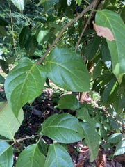 Banisteriopsis caapi