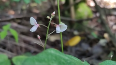 Desmodium incanum